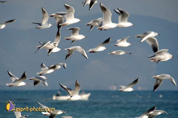 Nom de l'image : EP08-0310 — Description :