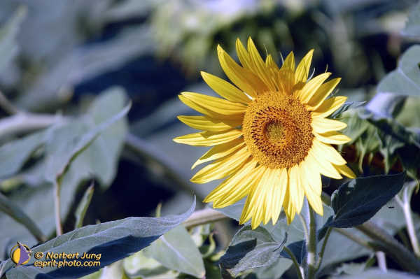 Nom de l'image : Fond_D_Ecran_D1055642-Nef-01 — Description :