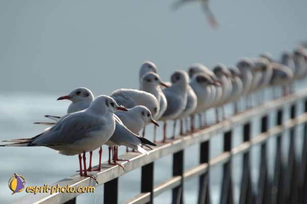 Nom de l'image : Fond_D_Ecran_Ep08-0398 — Description :