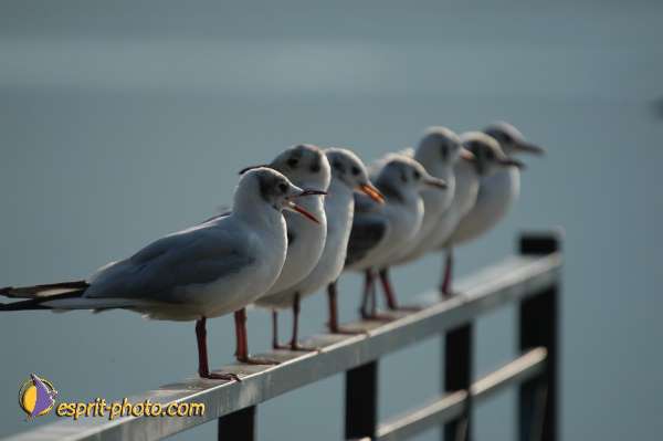 Nom de l'image : Fond_D_Ecran_Ep08-0399 — Description :