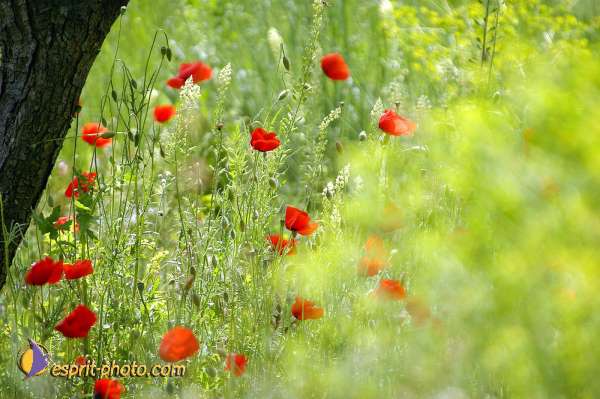 Nom de l'image : Fond_D_Ecran_Ep08-0406 — Description :