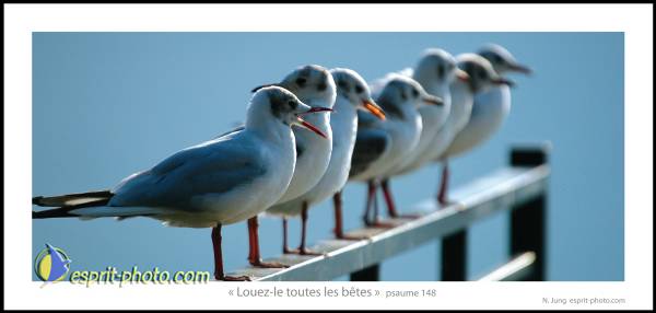 Nom de l'image : Postcard_Esprit-Photo-12 — Description :