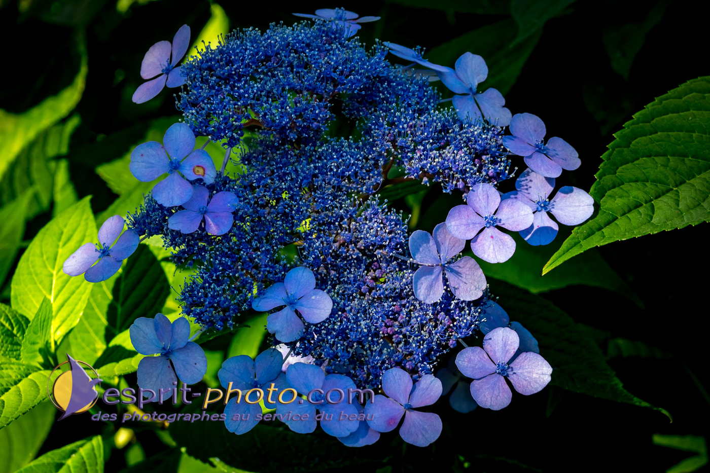 Nom de l'image : 180804-111214_S1096276_Satisfecit-Editions.fr — Description :  S1096276