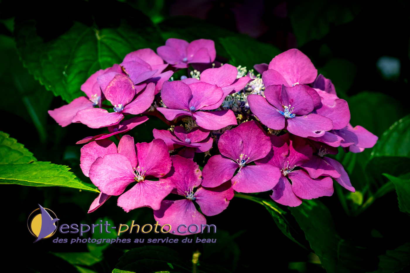 Nom de l'image : 180804-111314_S1096289_Satisfecit-Editions.fr — Description :  S1096289