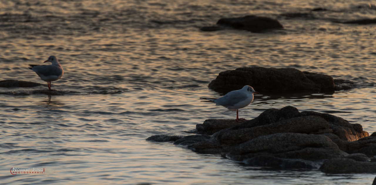 Nom de l'image : D8e047228_(c)A-la-Vie.com — Description :