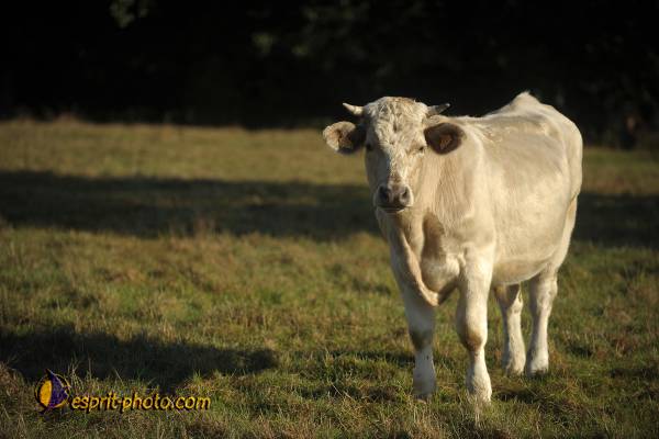 Nom de l'image : D30083124_1 — Description :