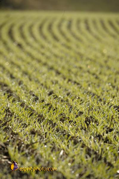 Nom de l'image : D30083138_1 — Description :