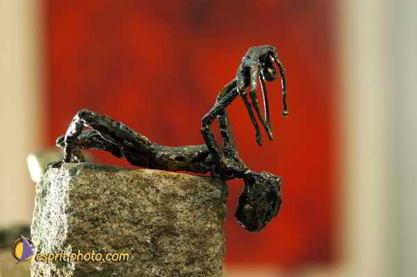 Nom de l'image : D1192367-nef-1 — Description :  Paris - Toussaint 2004