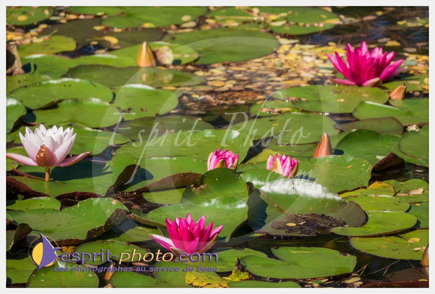 Nom de l'image : 196_S1087149_c_PhotoGraphiePro — Description :  S1087149