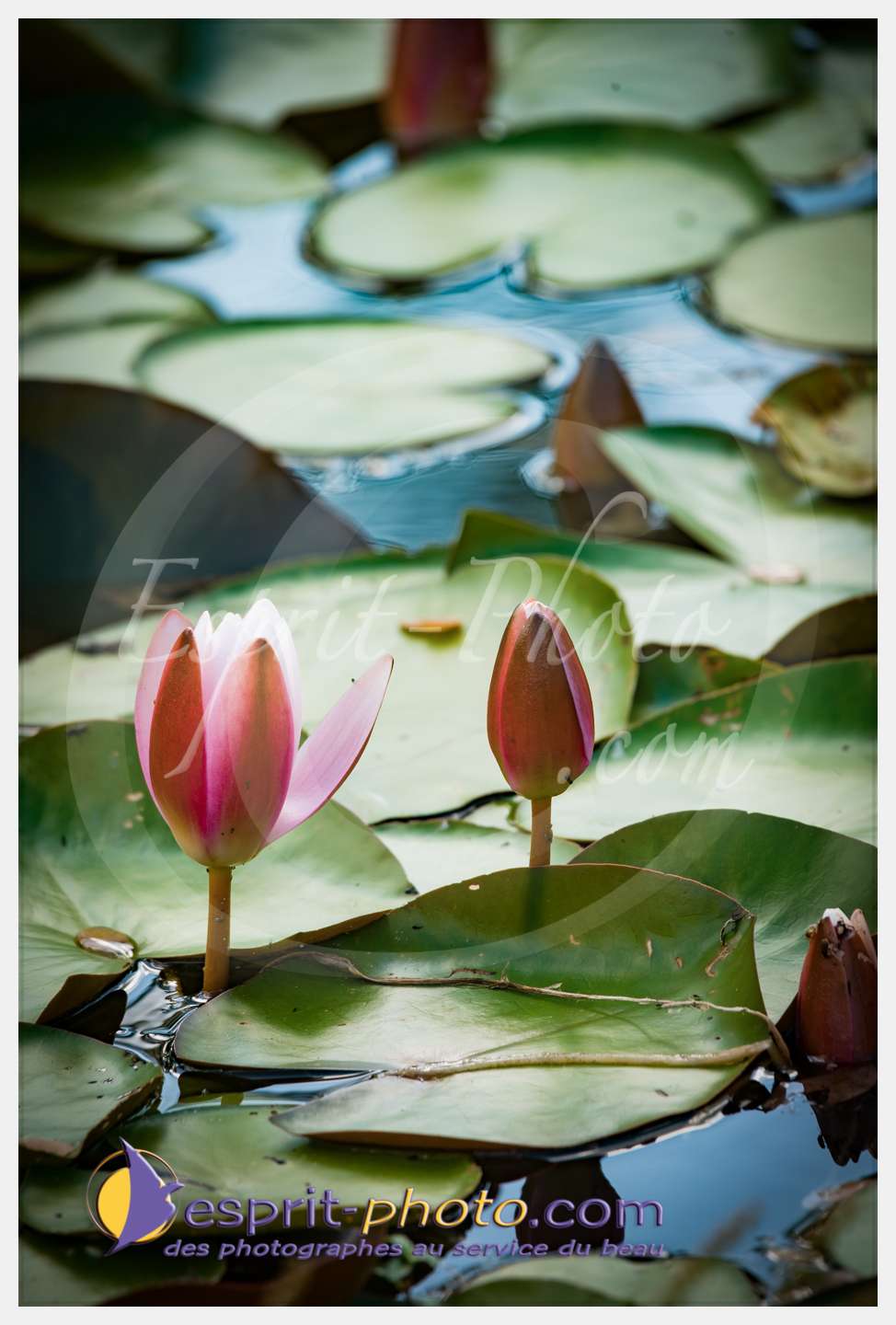Nom de l'image : 267_D8e141645_c_PhotoGraphiePro — Description :  D8e141645