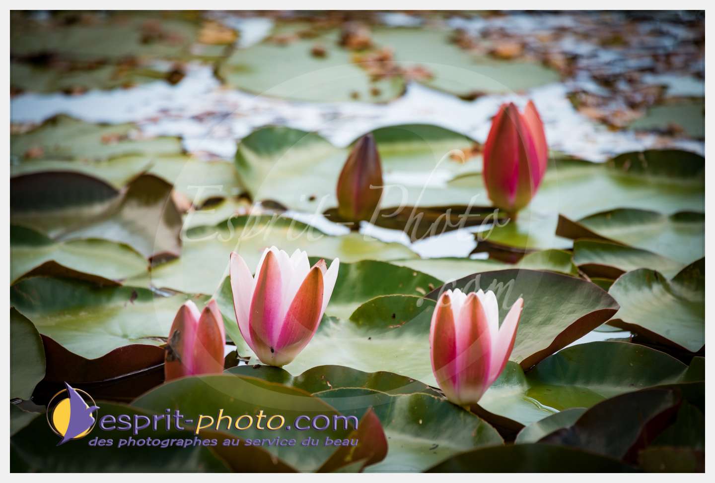 Nom de l'image : 268_D8e141648_c_PhotoGraphiePro — Description :  D8e141648