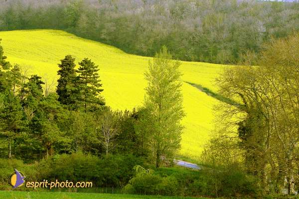 Communaute Agneau Paques