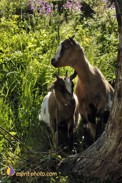 Nom de l'image : D2010805-1 — Description :