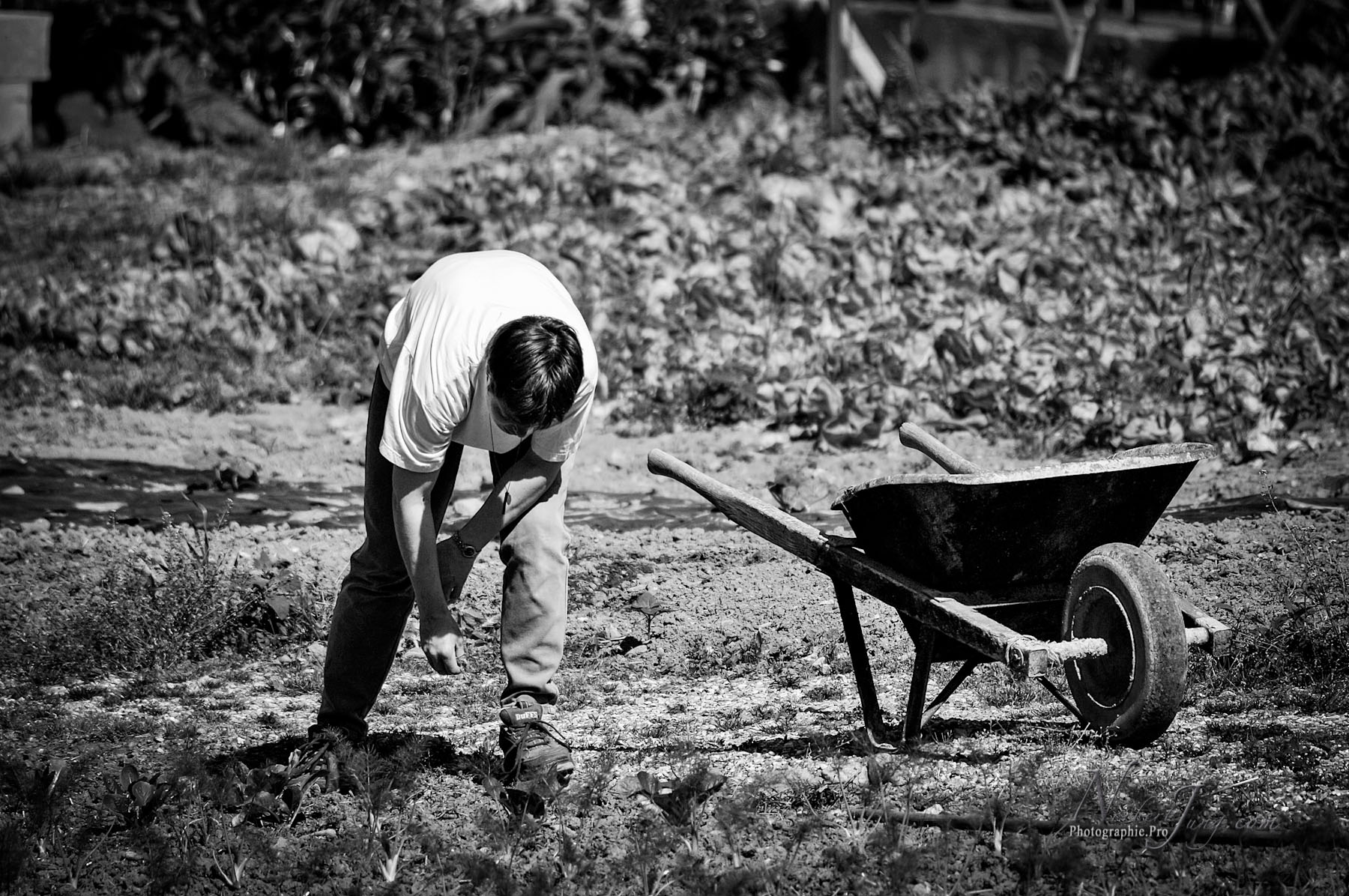 Nom de l'image : D2010823-1_(c)Norbert-Jung.com — Description :