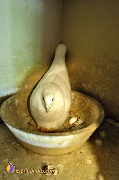 Nom de l'image : D2010877-1 — Description :