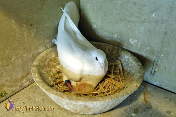 Nom de l'image : D2010879-1 — Description :