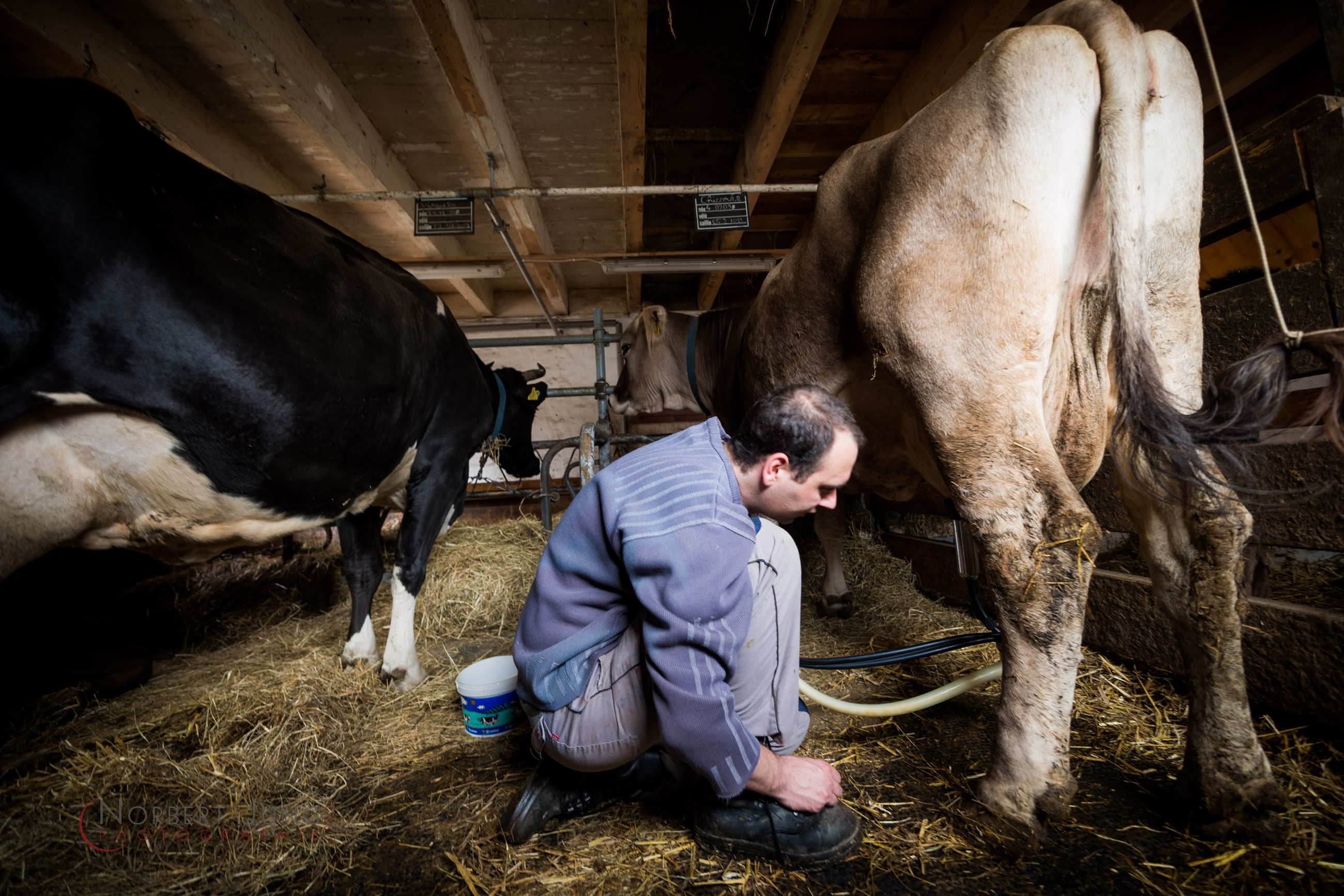 Nom de l'image : D8e018664_(c)Norbert-JUNG.com — Description :