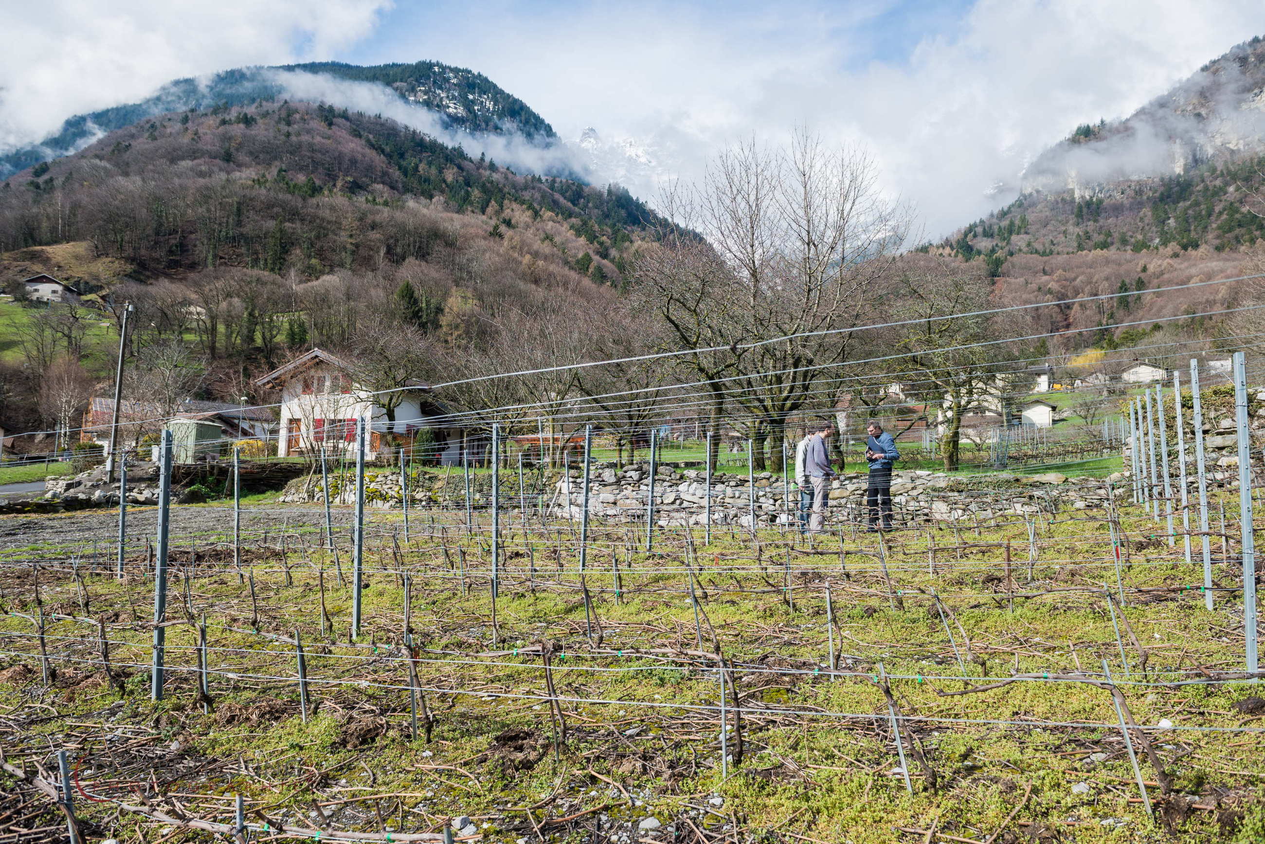 Nom de l'image : D8e019105_(c)Norbert-JUNG.com — Description :