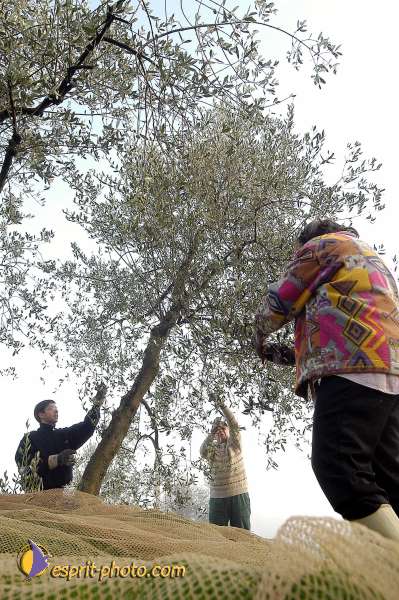 Nom de l'image : D1086941-01 — Description :