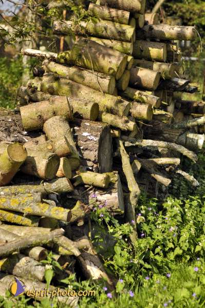 Nom de l'image : D2007490-1 — Description :