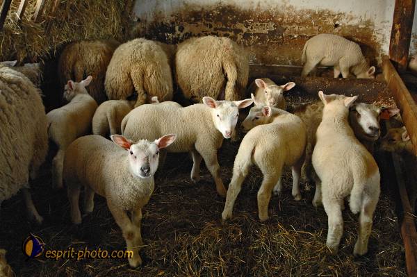 Nom de l'image : D2214827_1 — Description :