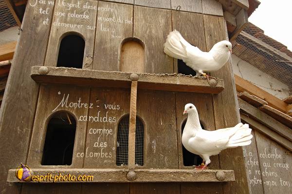 Nom de l'image : D2215501_1 — Description :