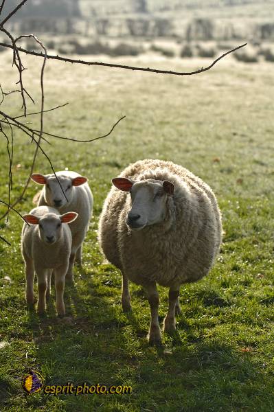 Nom de l'image : D2217552_1 — Description :