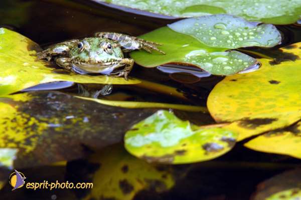 Nom de l'image : D1070680-01 — Description :