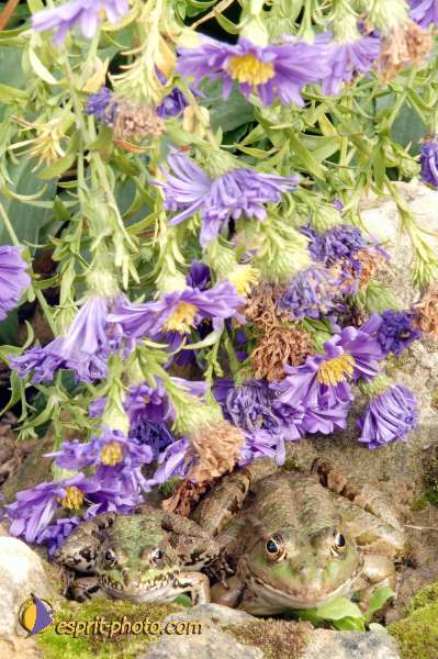 Nom de l'image : D1070722-nef-01 — Description :