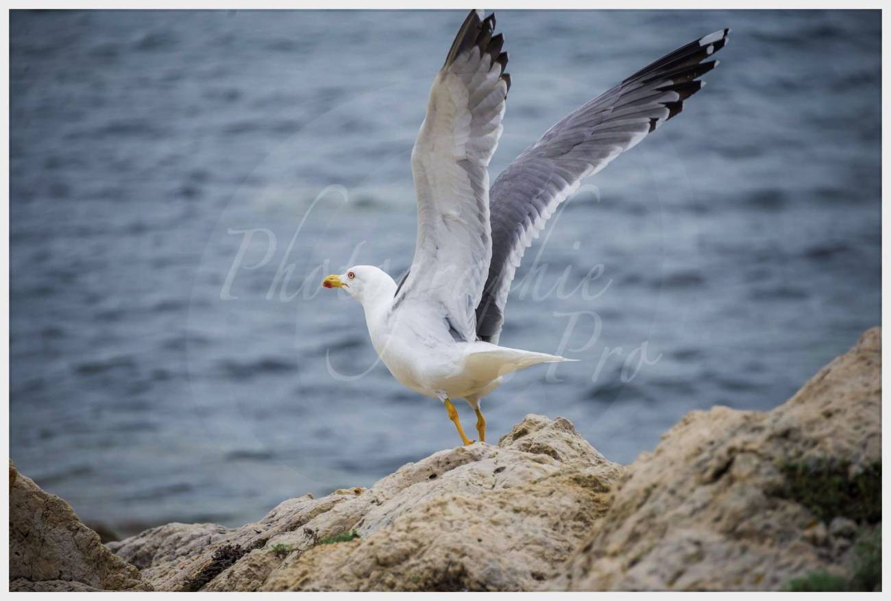 Nom de l'image : 20170427-143224_D6012856_c_Photographie.Pro — Description :