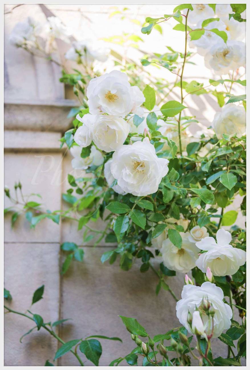 Nom de l'image : 20170429-162938_D6013486_c_Photographie.Pro — Description :