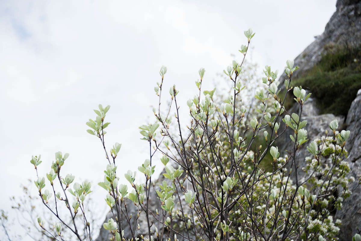 Nom de l'image : 20170425-143058_D6012227_c_Photographie.Pro — Description :