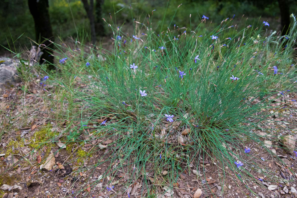 Nom de l'image : 20170426-171256_D6012625_c_Photographie.Pro — Description :