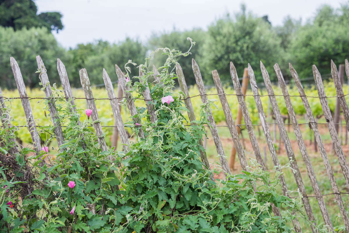 Nom de l'image : 20170427-104058_D6012771_c_Photographie.Pro — Description :