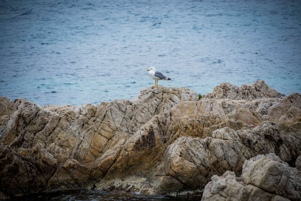 Nom de l'image : 20170427-142410_D6012841_c_Photographie.Pro — Description :