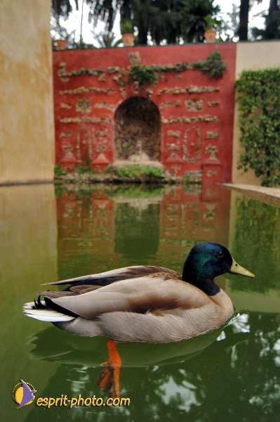 Nom de l'image : D1219450-1 — Description :  Pâques 2005 à Seville (Espagne-Andalusie)