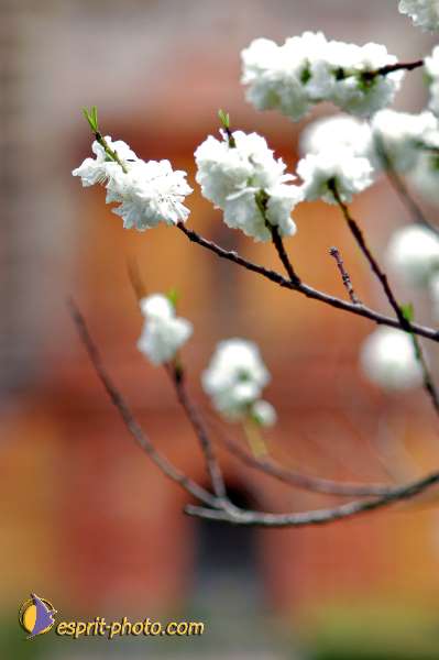 Nom de l'image : D1219547-1 — Description :  Pâques 2005 à Seville (Espagne-Andalusie)