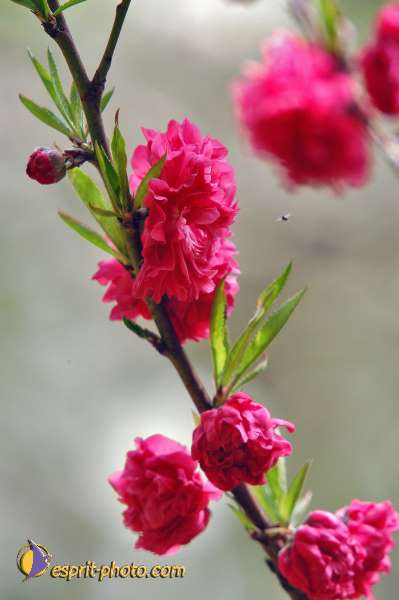 Nom de l'image : D1219716-1 — Description :  Pâques 2005 à Seville (Espagne-Andalusie)