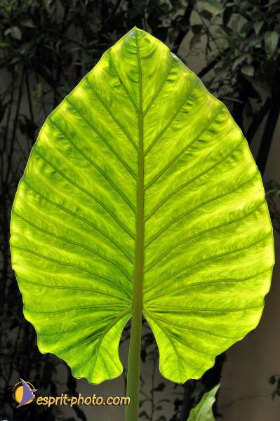 Nom de l'image : D1219996-1 — Description :  Pâques 2005 à Seville (Espagne-Andalusie)