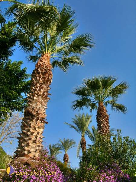 Nom de l'image : L1020311-1 — Description :  Voyage en Terre Sainte avec Jeunesse Lumière