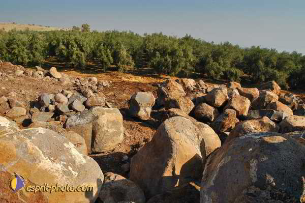 Nom de l'image : D1198617-1 — Description :  Voyage en Terre Sainte avec Jeunesse Lumière