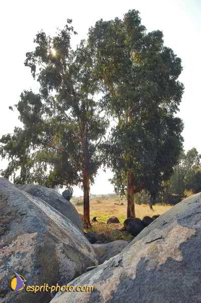 Nom de l'image : D1198639-1 — Description :  Voyage en Terre Sainte avec Jeunesse Lumière