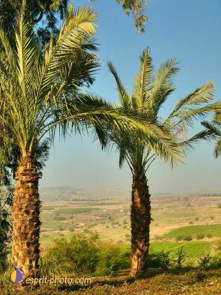 Nom de l'image : L1020431-1 — Description :  Voyage en Terre Sainte avec Jeunesse Lumière