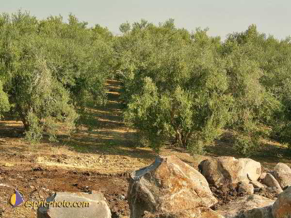 Nom de l'image : L1020454-1 — Description :  Voyage en Terre Sainte avec Jeunesse Lumière