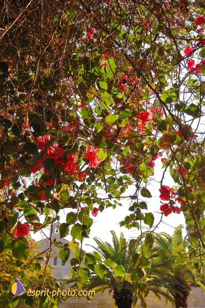 Tiberiade Multiplication Des Pains