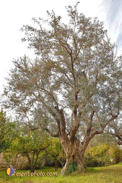 Nom de l'image : D1200982-1 — Description :  Voyage en Terre Sainte avec Jeunesse Lumière