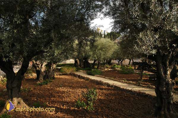 Jerusalem Gethsemani
