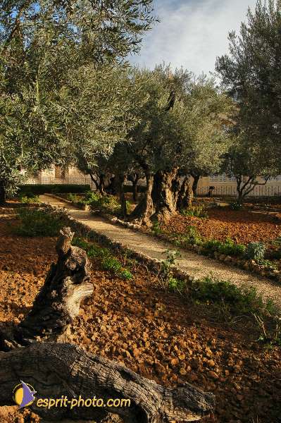 Nom de l'image : D1201072-1 — Description :  Voyage en Terre Sainte avec Jeunesse Lumière