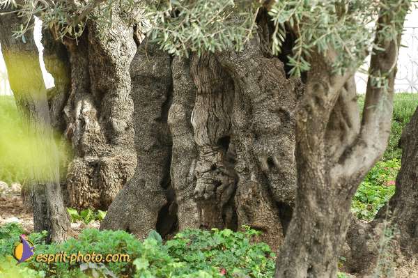 Nom de l'image : D1201079-1 — Description :  Voyage en Terre Sainte avec Jeunesse Lumière