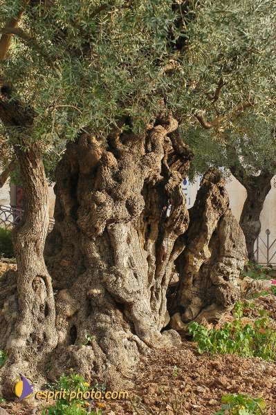 Nom de l'image : D1201080-1 — Description :  Voyage en Terre Sainte avec Jeunesse Lumière